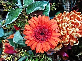 非洲菊,雛菊,花