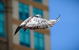 鴿子,鳥,自然