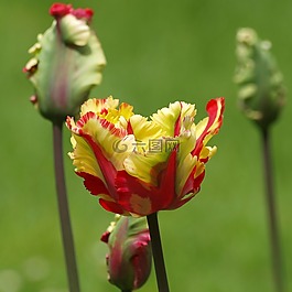 郁金香,鮮花,鸚鵡郁金香
