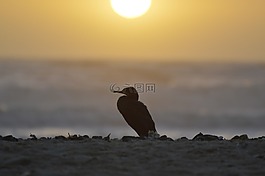 鸕鶿,日落,海