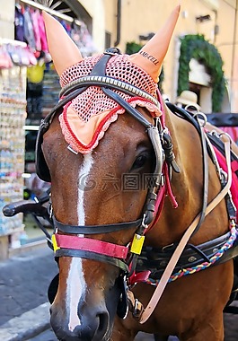 馬,搭便車,繪制