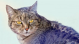 貓,動物,家貓