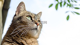貓,動物,家貓