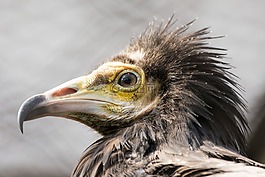 鳥,野生動物,自然