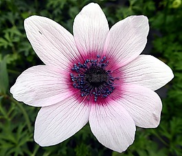 花,銀蓮花,毛茛