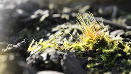 moss,宏,春天