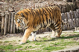 野生動物,動物,哺乳動物