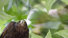 鳥,鷹,性質