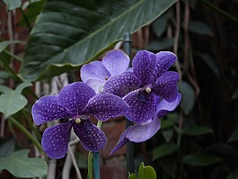 蘭花,冬天,花園