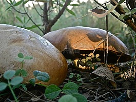 蘑菇,真菌,牛肝菌