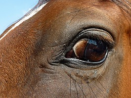眼,馬,睫毛