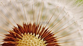 蒲公英,廠,性質(zhì)