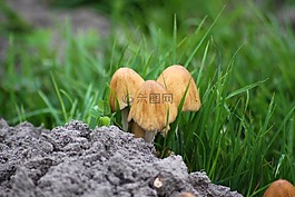 蘑菇,草地,性質(zhì)