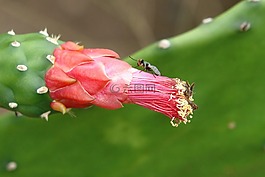飛,仙人掌,昆蟲