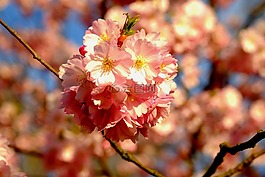 櫻花,春天,粉紅色