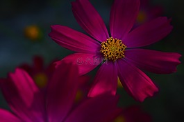 紫色,宇宙,鮮花
