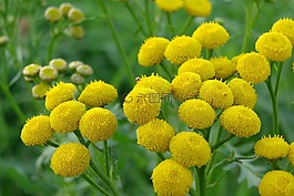 艾菊,替代醫(yī)學(xué),常見的