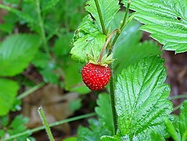 野草莓,森林,夏天