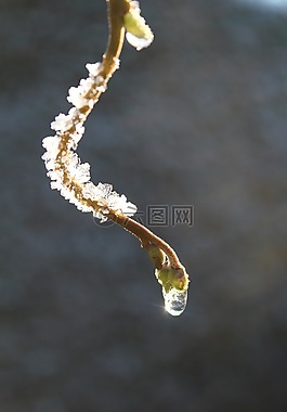 露珠,弗羅斯特,冬天