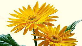 非洲菊,frühlingsanfang,黃色花