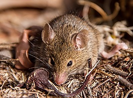 的antechinus,鼠标有袋动物,有袋动物