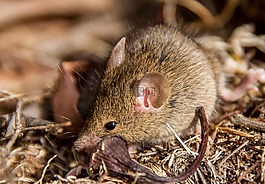 的antechinus,鼠标有袋动物,有袋动物