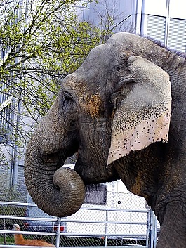 象,動(dòng)物,動(dòng)物園