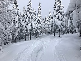 雪,滑雪,冬天