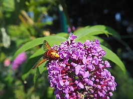 飛,昆蟲,花園
