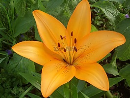 百合花,夏花,花園