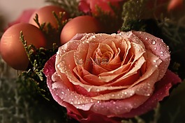 花,性質(zhì),來臨