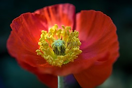 島嶼-罌粟,花,開(kāi)花