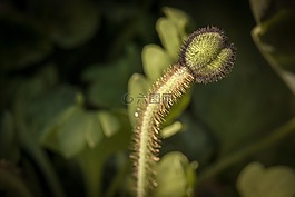 島嶼-罌粟,花,開(kāi)花