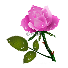 玫瑰,鮮花,花卉