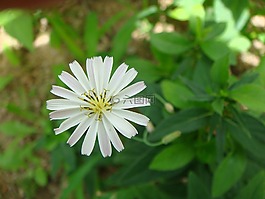 鮮花,白色的花,春天