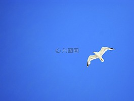 海鷗,天空,藍(lán)色