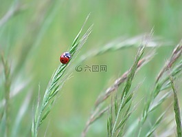 瓢蟲,春天,性質(zhì)