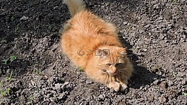 猫,播放,红猫