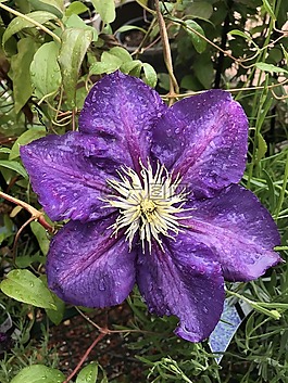 紫色,花,紫色花