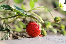 草莓,紅色,水果
