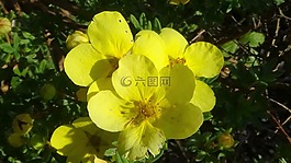 黃色,花,開花