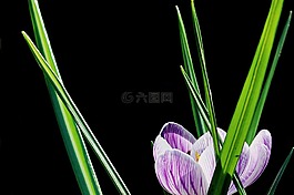 藏紅花,花,開花