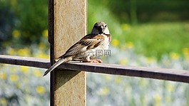 麻雀,鳥,坐