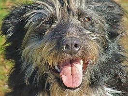 狗,邊境,牧羊犬