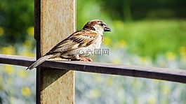 麻雀,鳥,坐
