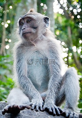 動物,猴,森林