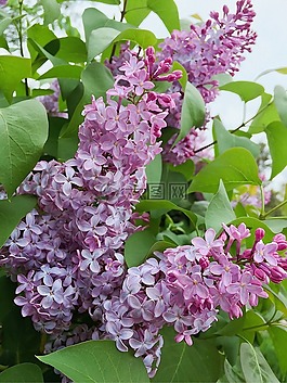 紫丁香,春,紫色