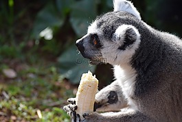 動物,雅典