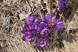 花,春天,紫色