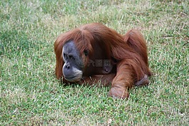 猴子,動(dòng)物園,動(dòng)物